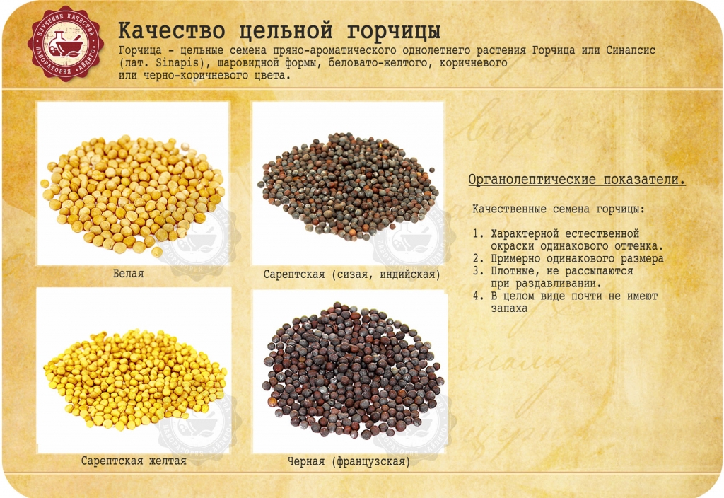 Горчица: как проверить качество семян, порошка и готовой горчицы?