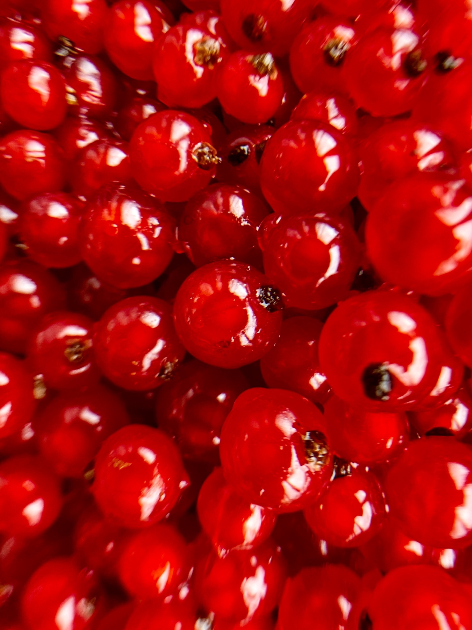 смородина красная смородина.jpg