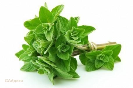 120304025019-120327174444-p-O-oregano.jpg