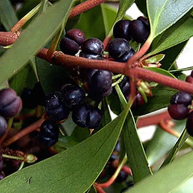 Перец тасманский